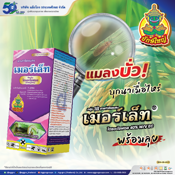 เมอร์เล็ท